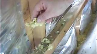 Maja Rhani sucks tiny dick