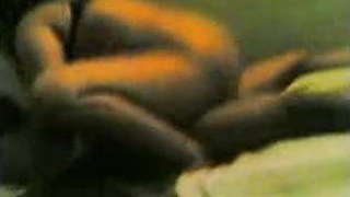 Bangla desi Neighbor aunty fucking a poor man